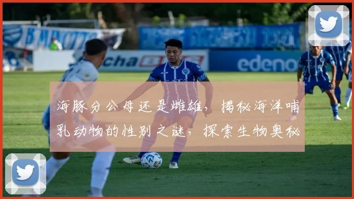 海豚分公母还是雌雄，揭秘海洋哺乳动物的性别之谜，探索生物奥秘三重奏